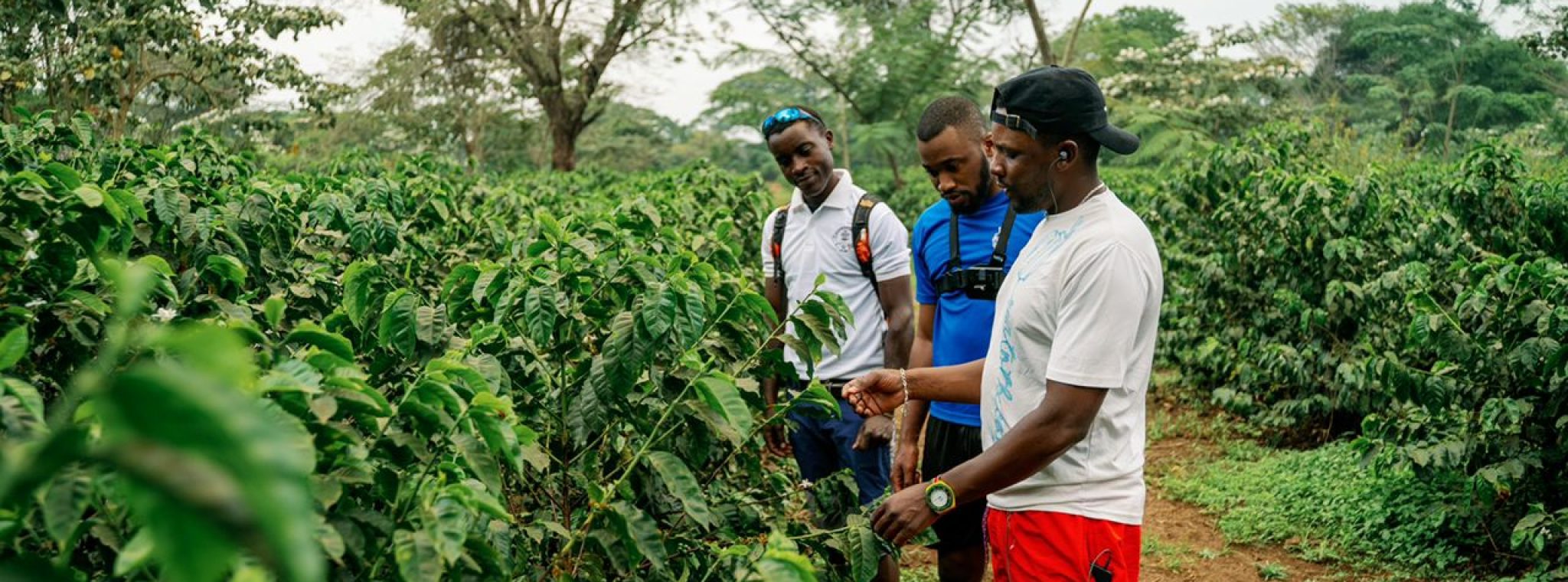 Coffee Tour